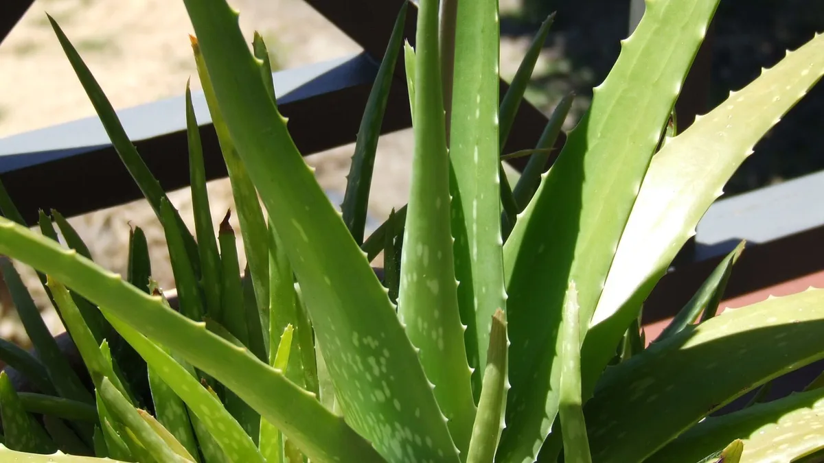 Ángel Illescas, floricultor: “Una de las plantas que no debe faltar en vuestras casas es el aloe vera. Yo la llamo planta milagrosa”