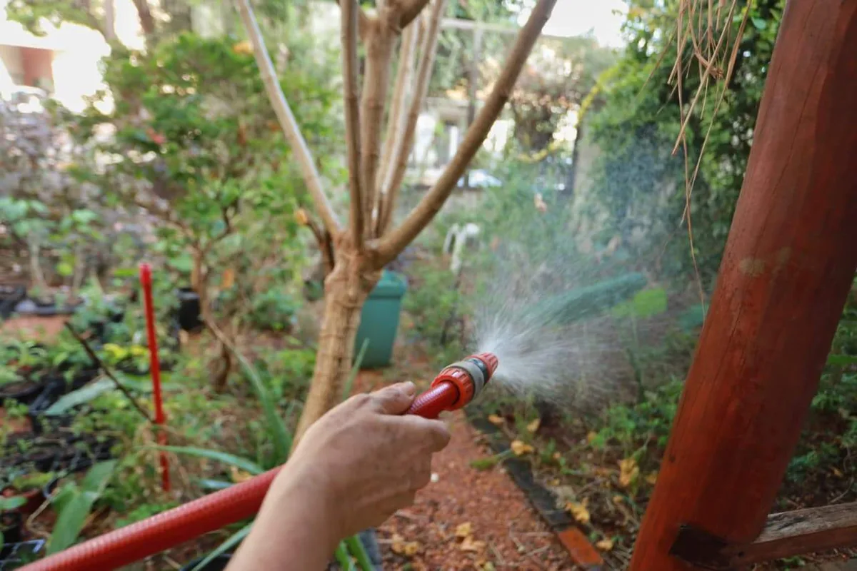 Calor infernal não perdoa nem as plantas; aprenda a salvar as suas