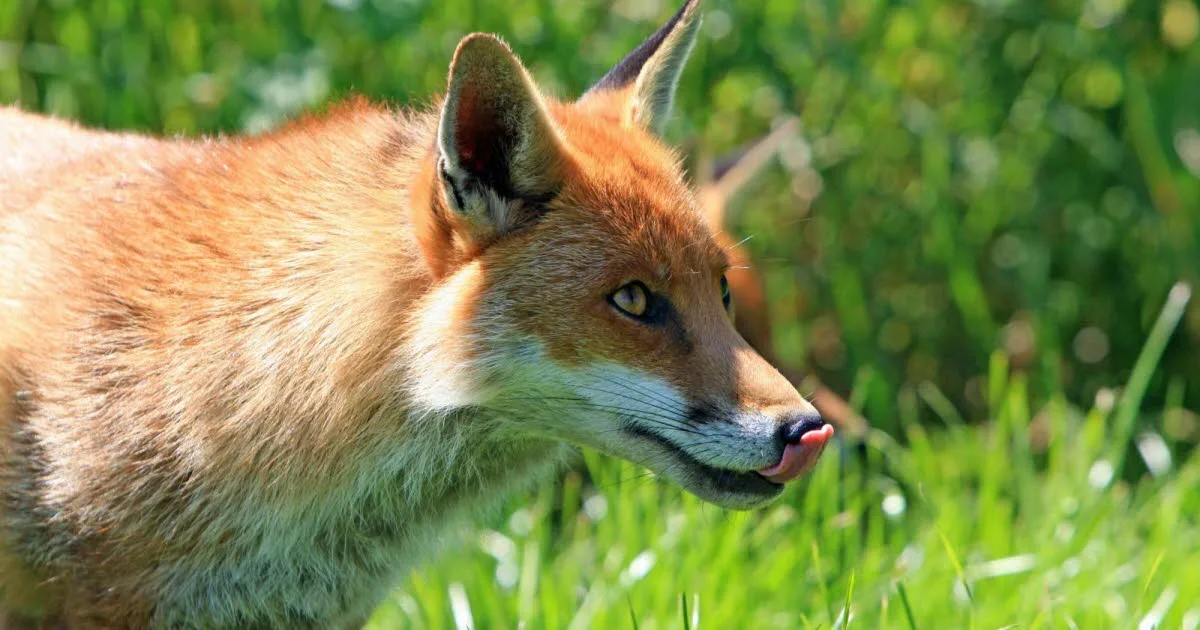 Canada. Un gang de renards vole plus d'une centaine de chaussures dans un parc