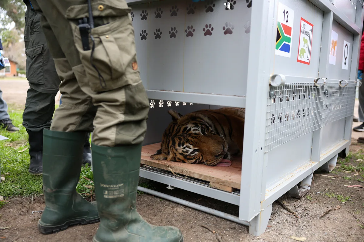 Cómo fue el traslado de los grandes felinos del ex zoo de Luján y cuál será el futuro de los que permanecen allí