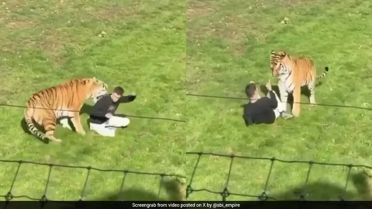On Camera, Man Enters Tiger Enclosure In UK Zoo. It Mauls Him To Death