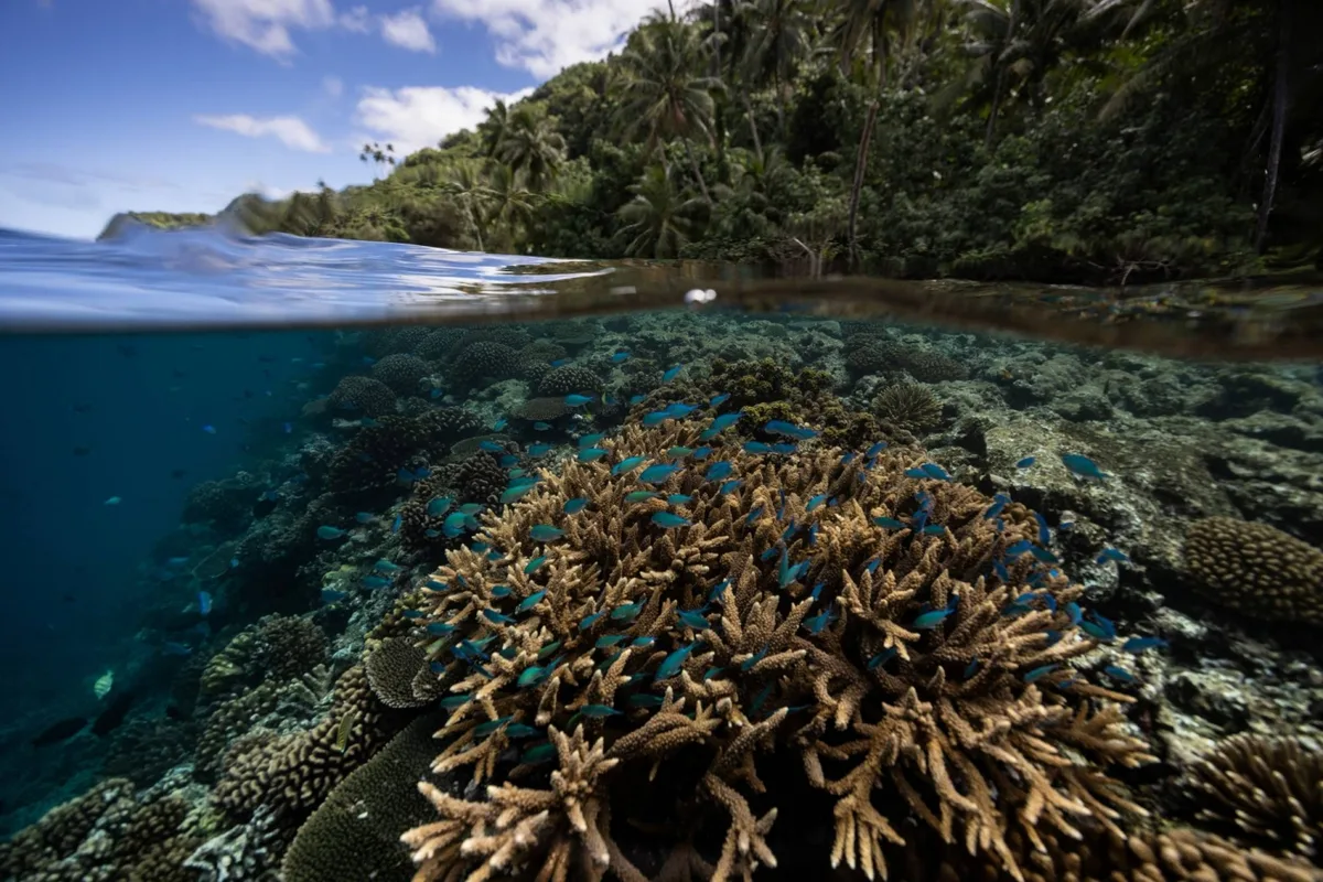 Corals show how El Nino is intensifying as the planet warms
