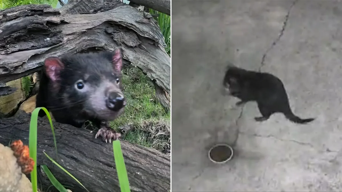 Mary the Tasmanian devil makes public return after daring Gold Coast escape