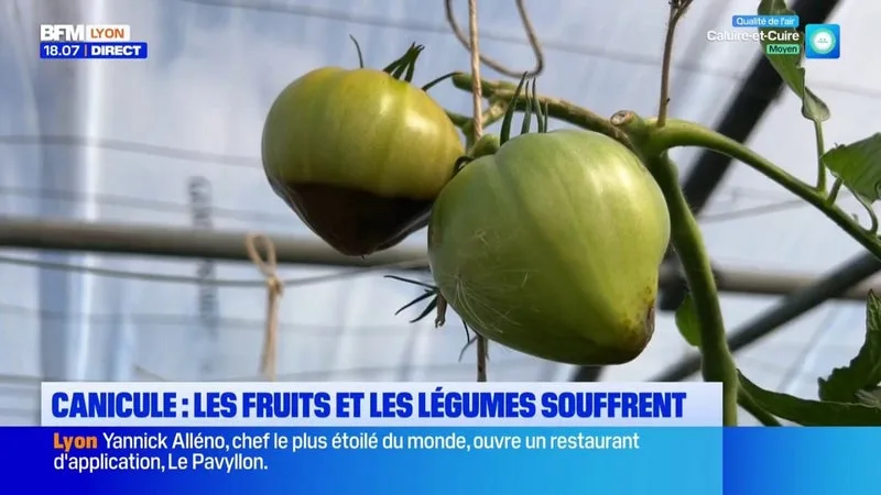 Canicule : les conséquences de la chaleur sur les fruits et légumes