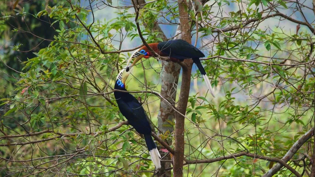 Dia Mirza-voiced documentary ‘The Hornbill Promise’ looks at Latpanchar’s rufous-necked hornbills