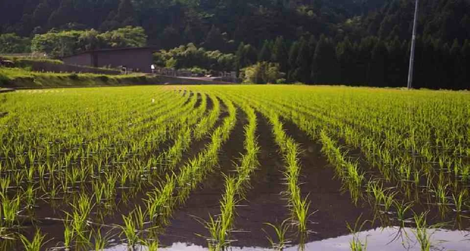 ¿Escucharon a los productores? Padrino López dice que no ingresarán nuevos barcos de arroz