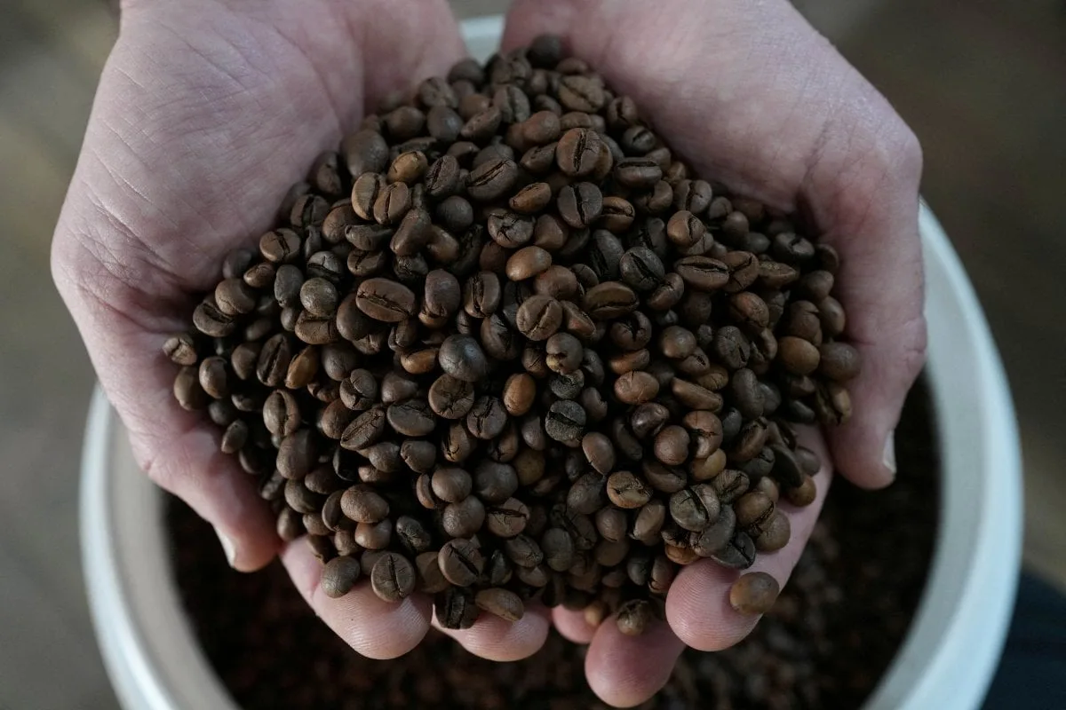 Perspectiva para oferta de café é "confortável", apesar de atrasos no Brasil e na Colômbia, diz Rabobank