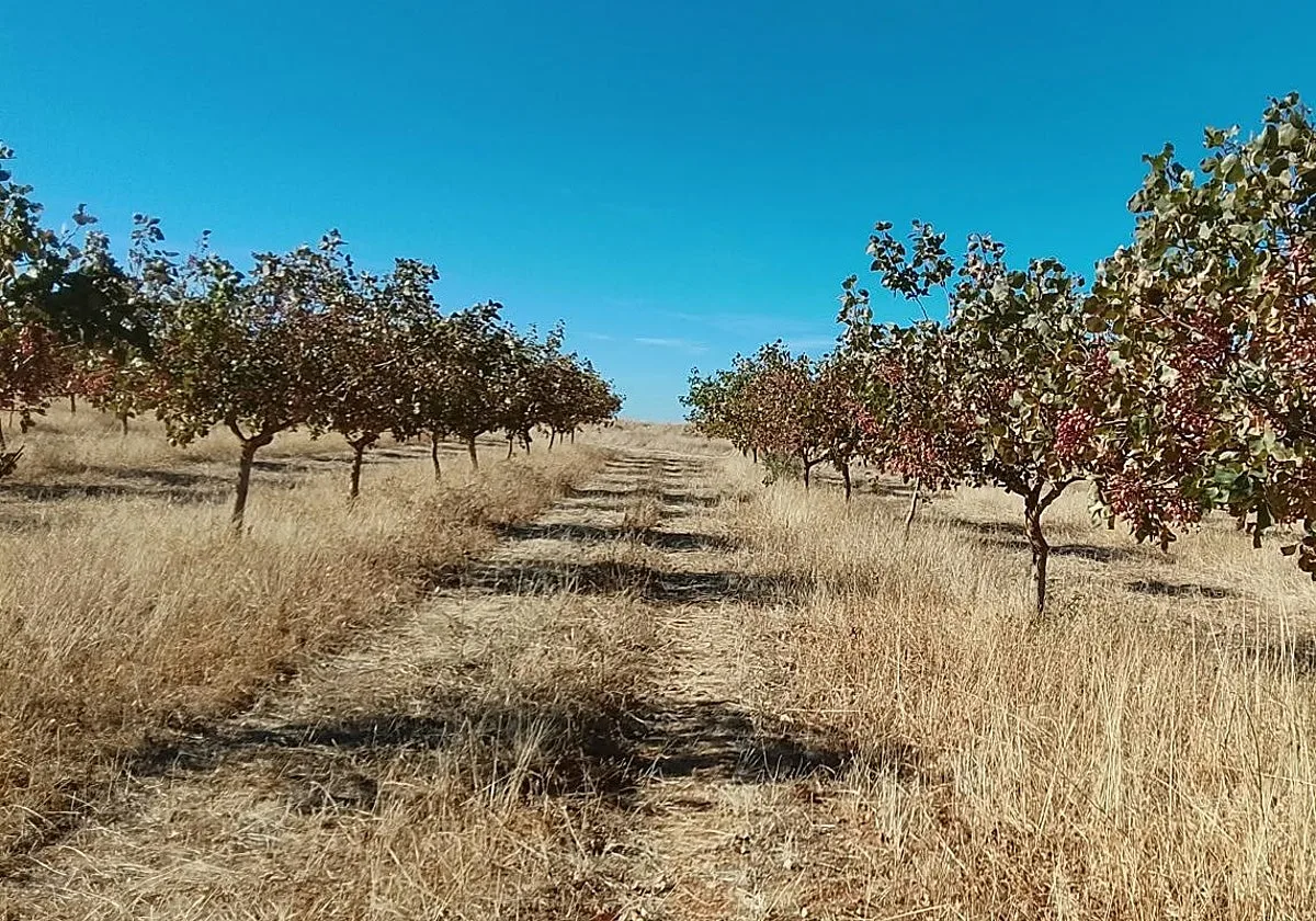 La fiebre del 'oro verde' se expande por Castilla y León
