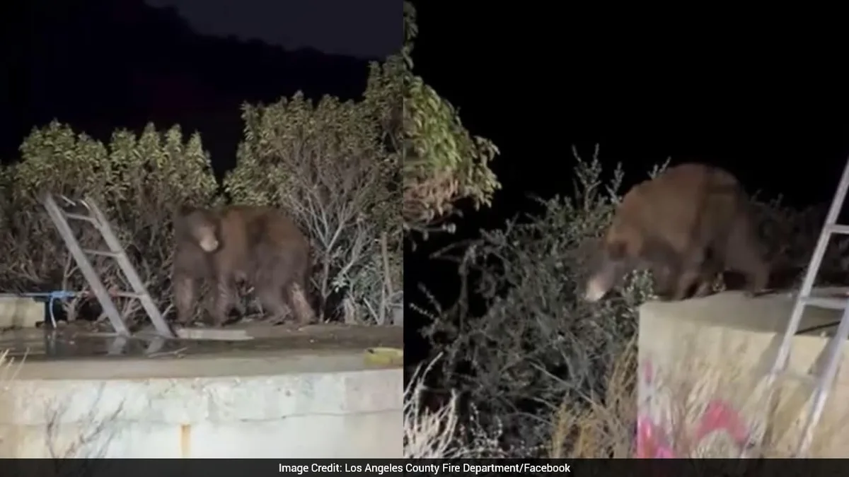 Bear And Three Cubs Rescued After Being Trapped For Hours In Water Tank In US