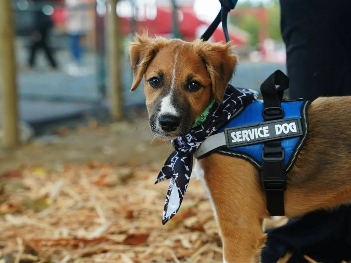 HC asks Centre to finalise service dog SOP for differently-abled by Jan 7