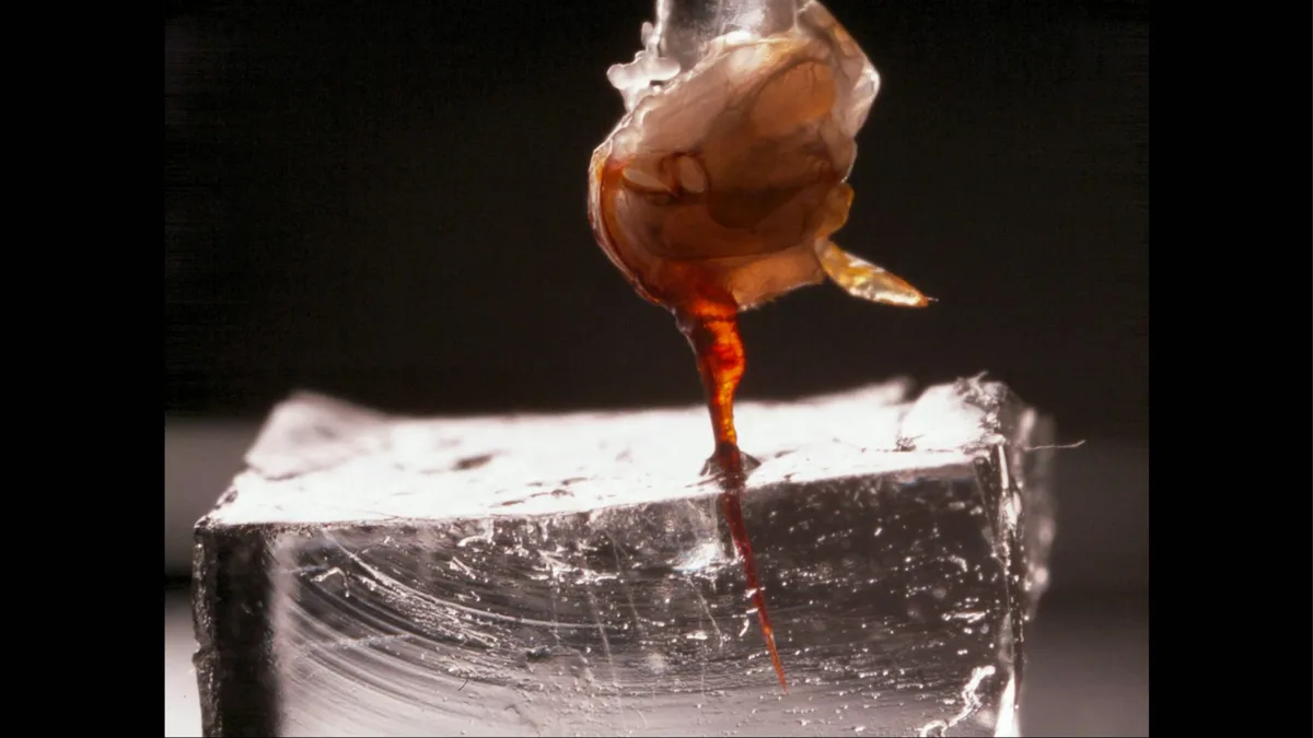 How does a honeybee stinger actually pump venom? First-ever video shows it in action