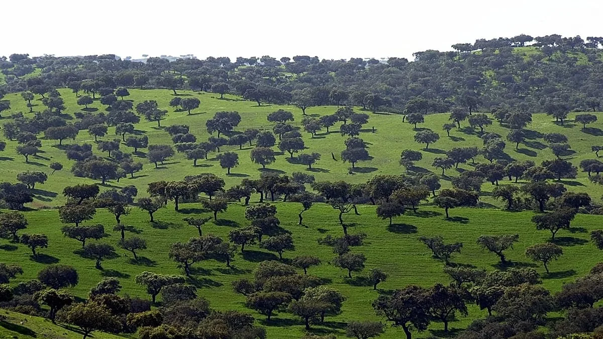 Portugal guarda centenas de oliveiras milenares — e uma pode ter mais de 3700 anos
