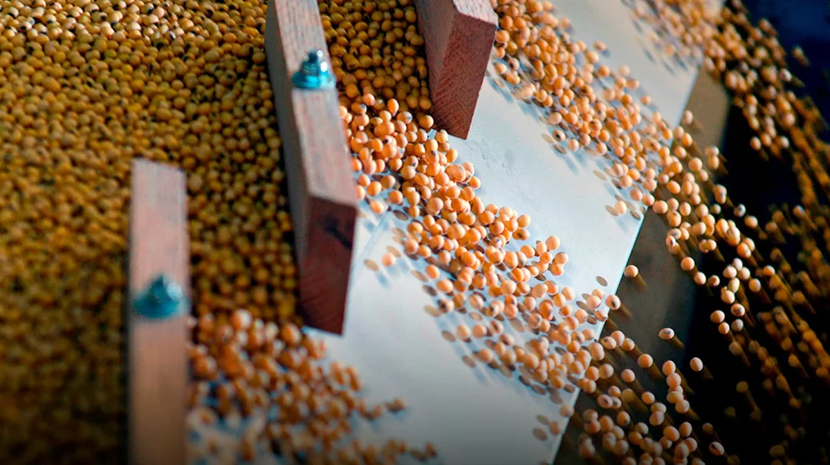 La soja y los cereales caen en Chicago tras estimaciones sobre la cosecha de EE.UU.