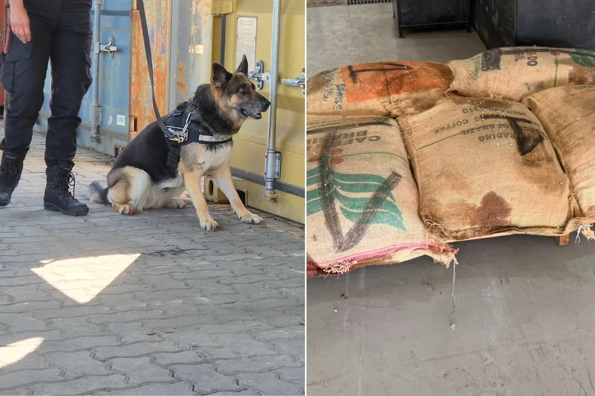 PF apreende 702 kg de cocaína escondidos em carga de café no Porto de Santos