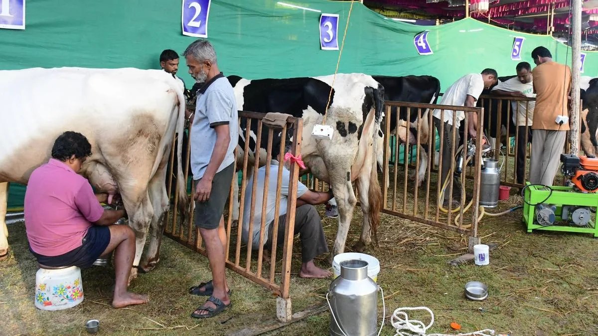 Cow milking competition held