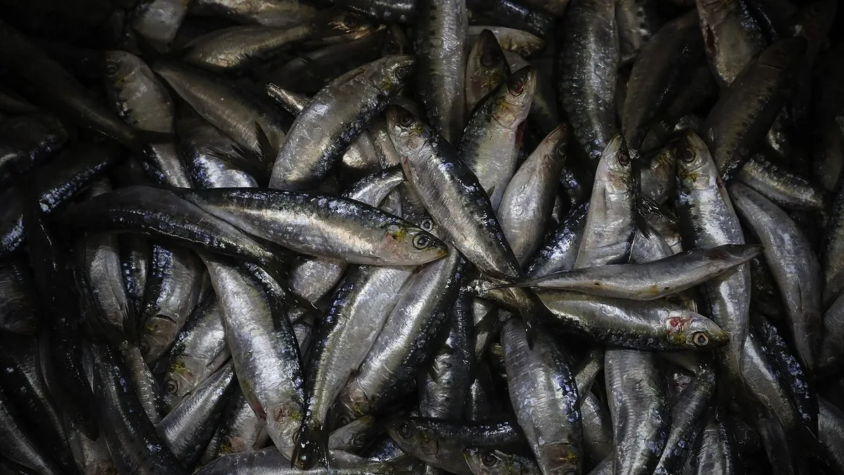 Apreendidos quase 900 quilos de sardinha em Aveiro