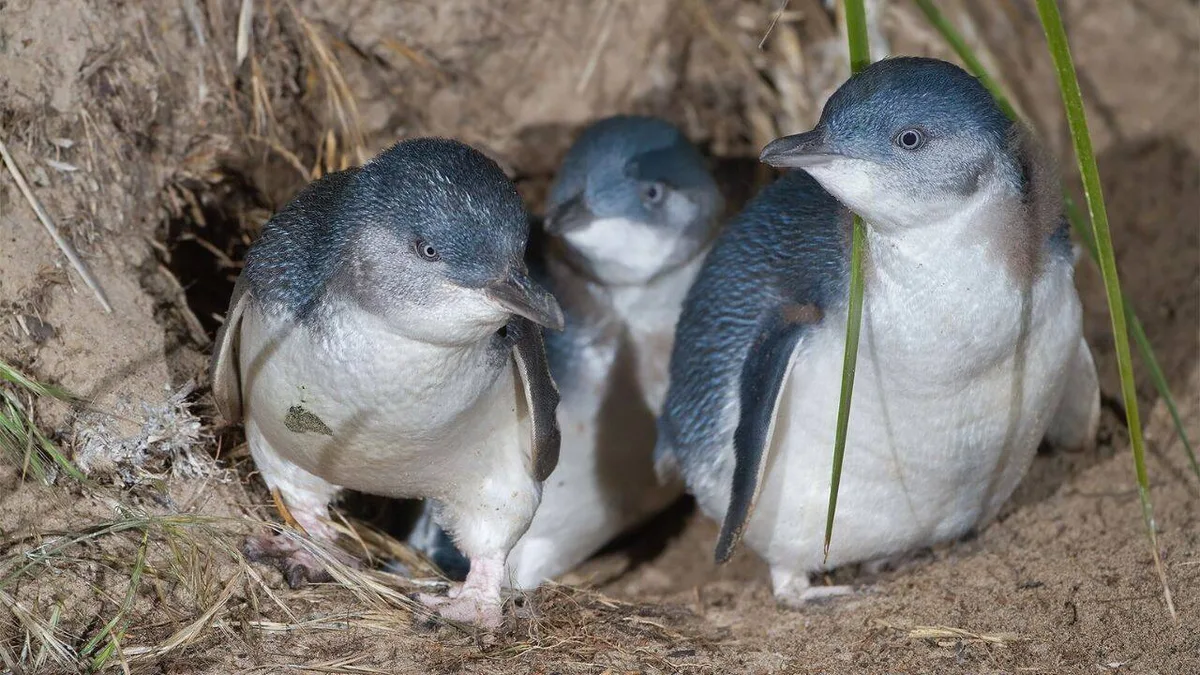 Australia to hand-vaccinate 5,000 wild penguins against bird flu
