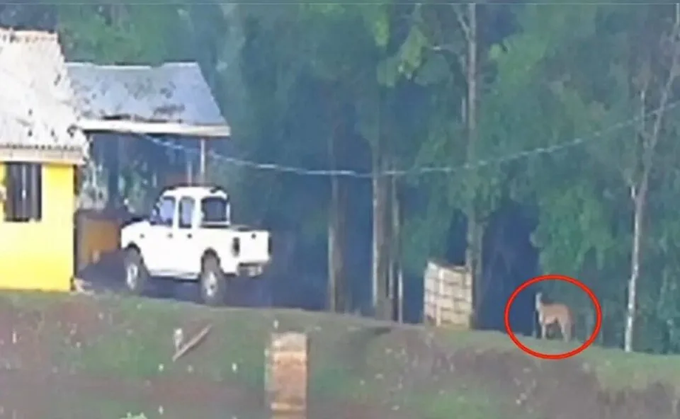 Onça-parda aparece perto de casa e causa pânico em propriedade rural no Paraná