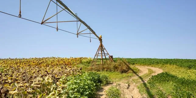 Loi d’urgence agricole : comment le Conseil constitutionnel donne le dernier mot à l’agence de sécurité sanitaire
