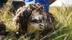 'Historic' first as two osprey chicks born on Anglesey