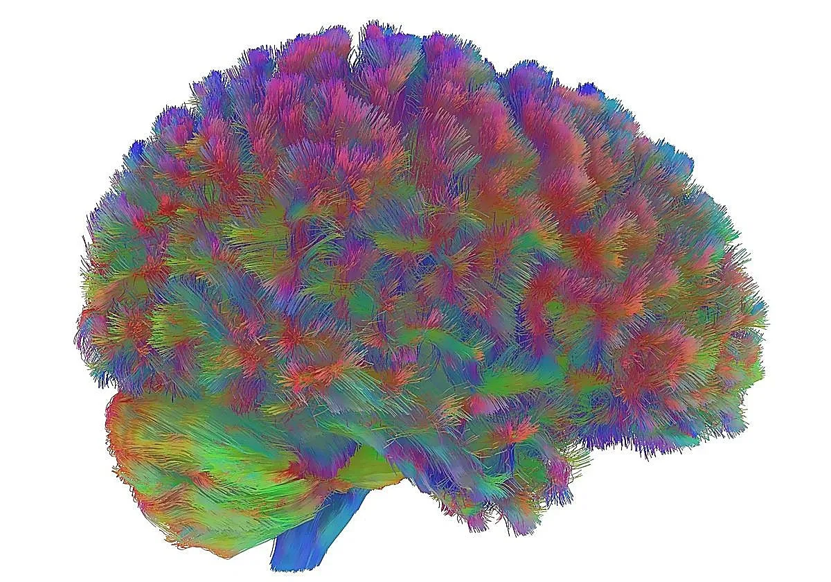 El cerebro no termina de madurar hasta los 24 años