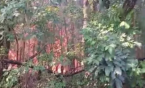 Incêndio avança sobre casas e assusta moradores no Jardim Ametista