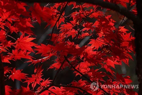 강원 중·북부 내륙·산지 5㎜ 안팎 비…일교차 10∼15도로 커