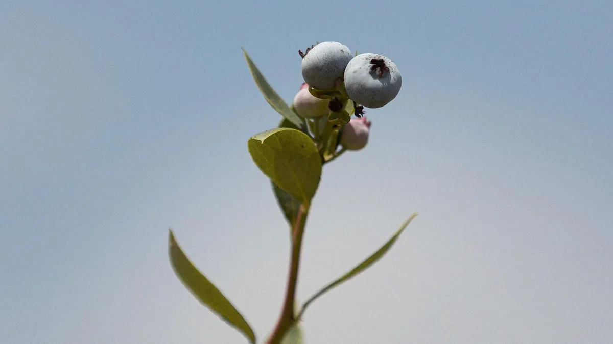 Heidelbeeren: Der große Blaubeer-Mythos