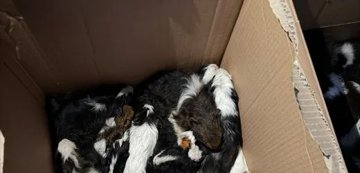 Hannover: 47 ausgesetzte Meerschweinchen im Wald gefunden