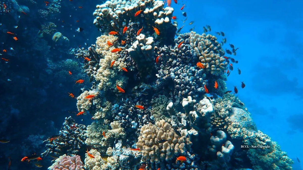 Miami Beach sinks 22 concrete cars underwater to create a coral habitat
