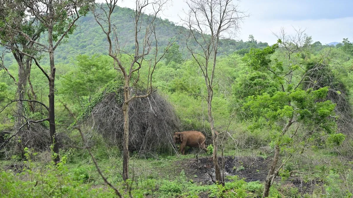 3,289 forest offence cases registered in Chamarajanagar forest circle since 2010-11