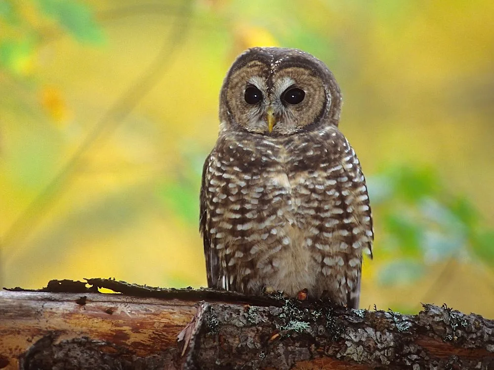 BC Aims to Revive Spotted Owls in the Wild. So Why Log Fire Lake?
