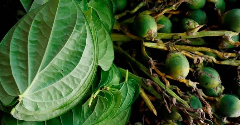 Estudo revela que humanos já consumiam drogas há 25 mil anos