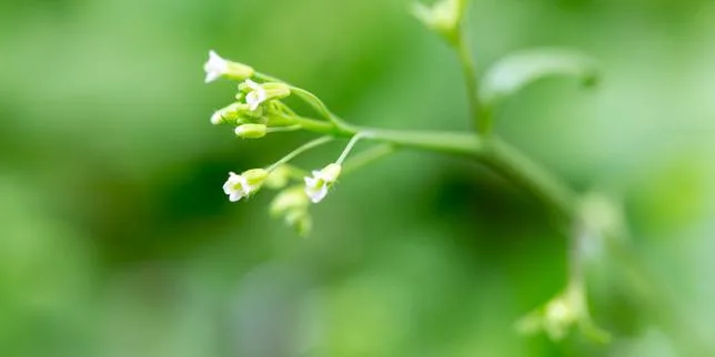 Le ballet épigénétique derrière la floraison des plantes mis au jour