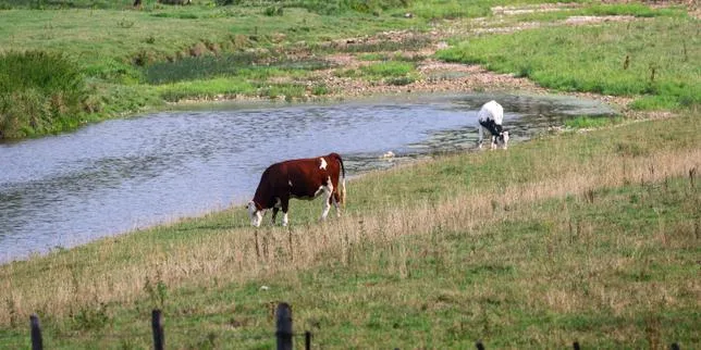 Un nouveau virus bovin transmis par des moucherons découvert en France