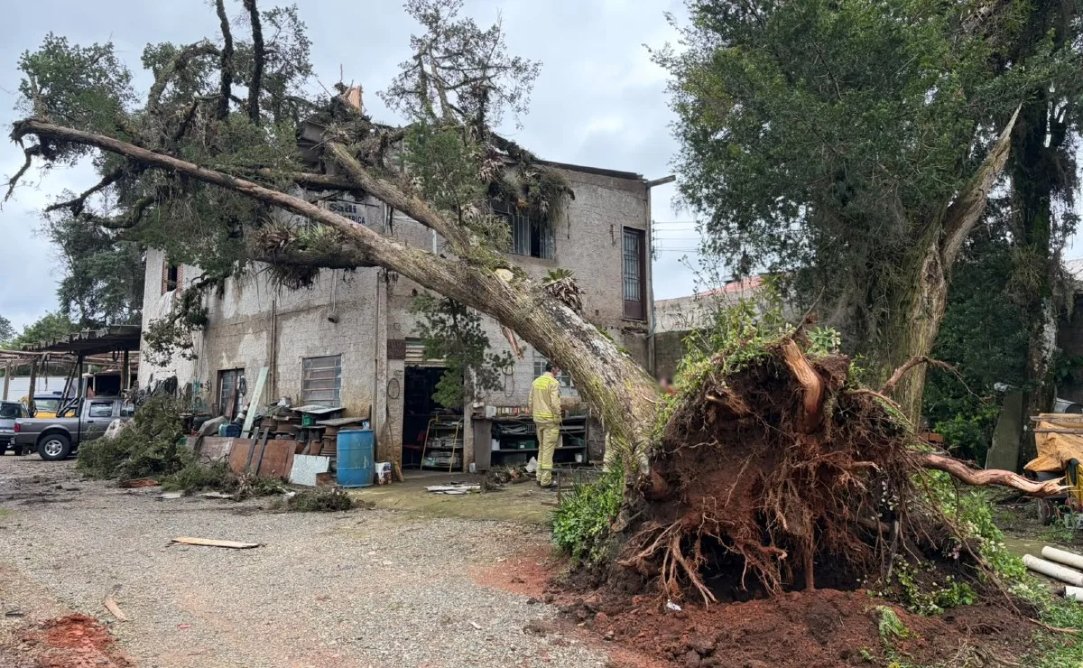 Árvore de grande porte é arrancada pela raiz, cai sobre imóvel durante temporal e mobiliza bombeiros no Orleans