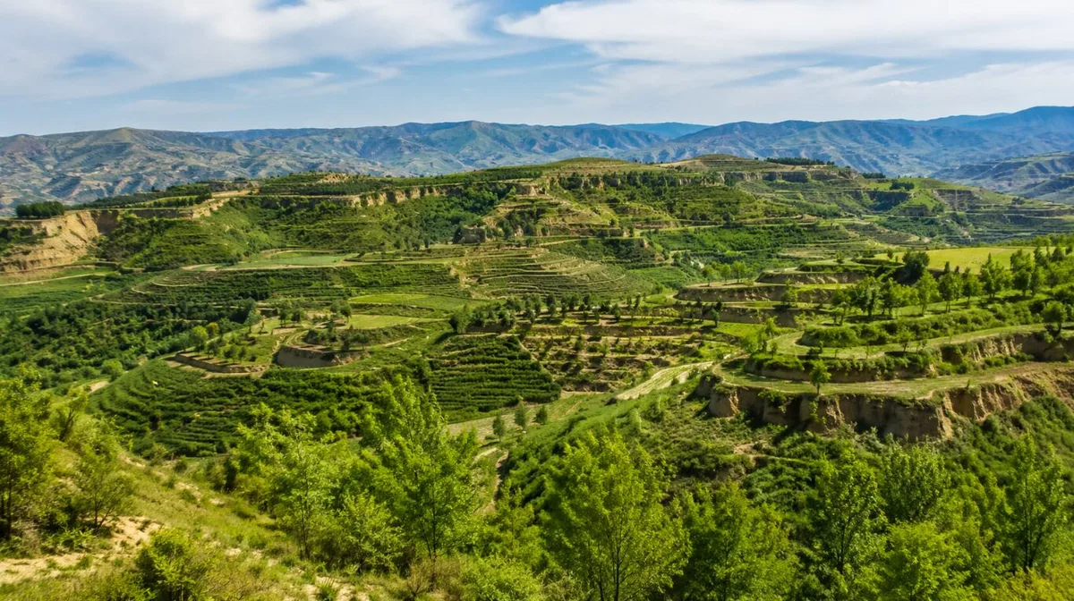 En 1994 empezaron a recuperar una región devastada de China y 32 años después casi 4 millones de hectáreas volvieron a ser verdes