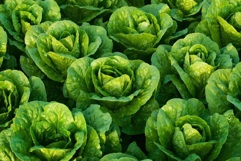 Here's What a Leading Lettuce Breeder Wants You to Know