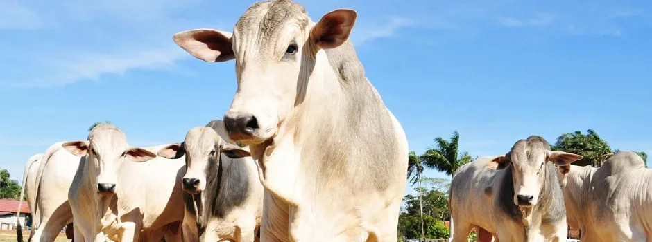 Engenharia genética abre novas perspectivas para o melhoramento e a reprodução de bovinos