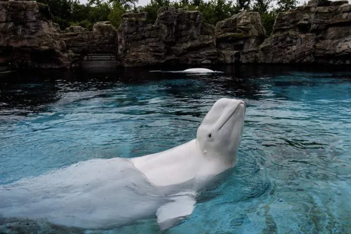 Last captive whales in Canada to leave Marineland as belugas head for U.S.