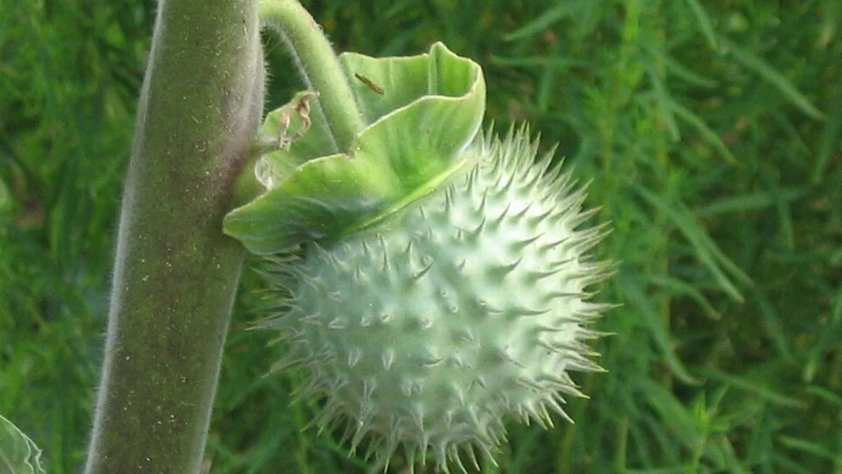 Why is datura dangerous? The toxic plant behind Karnataka’s action against 3 platforms