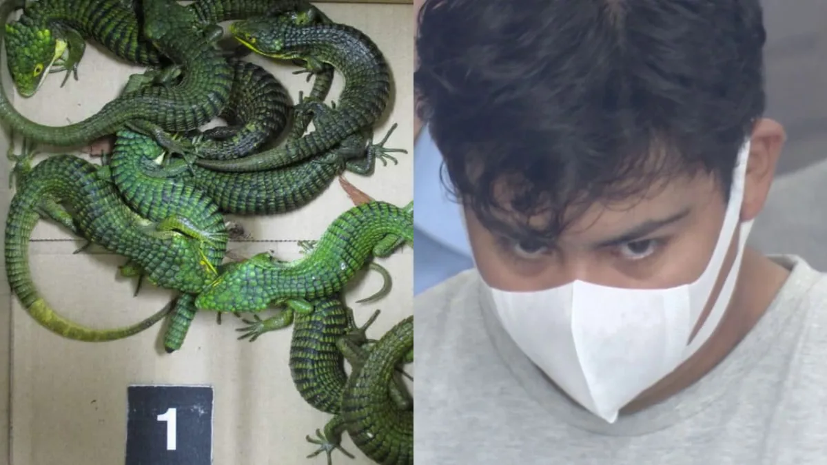Mexican man arrested with 200 lizards hidden in socks at Tokyo airport