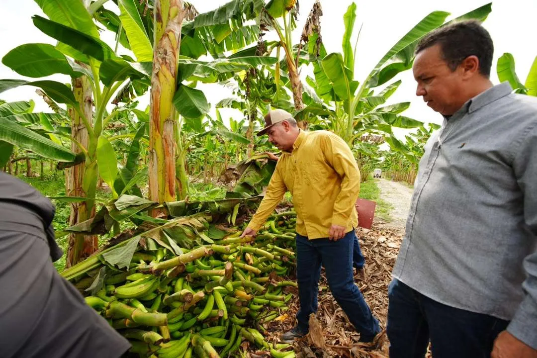 Reactivaron el Centro Internacional del Plátano en el Sur del Lago