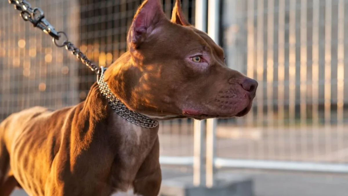 Córdoba: un pitbull mordió en la cara a un nene de 3 años y tuvieron que darle 65 puntos de sutura