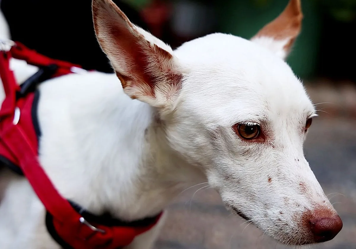 El Servicio de Recogida de Perros Abandonados de la Diputación de Córdoba permite la adopción de más del 60% de los animales que reciben