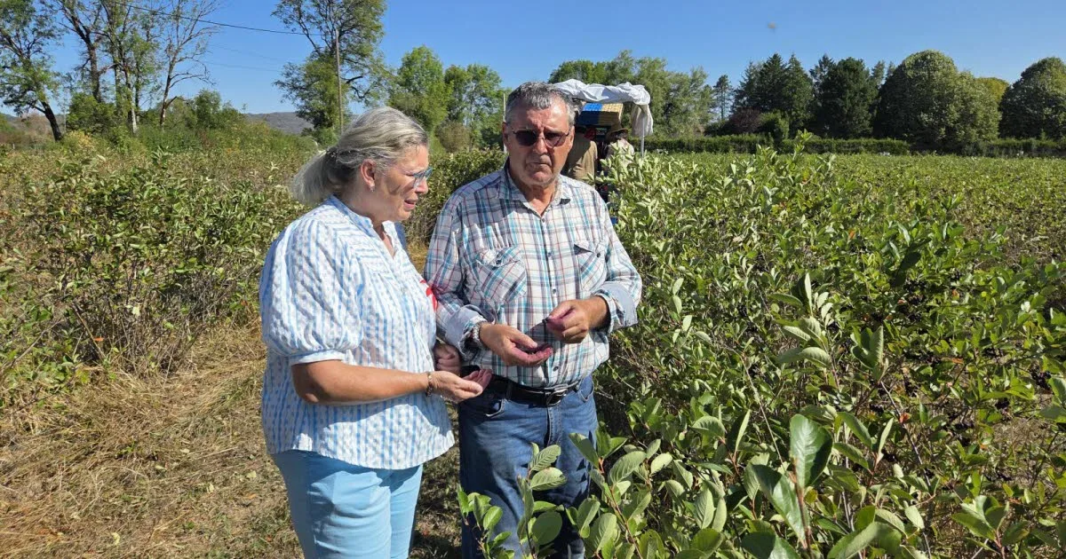 Agriculture. Ce couple de Jurassiens fait partie des (très) rares producteurs d’aronias en France