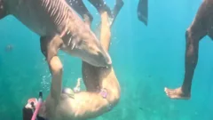 The influencers getting bitten while chasing the perfect shark shot