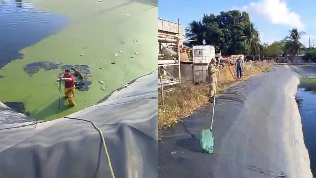 Vídeo: bombeiros resgatam quatro cães de reservatório na Grande Fortaleza