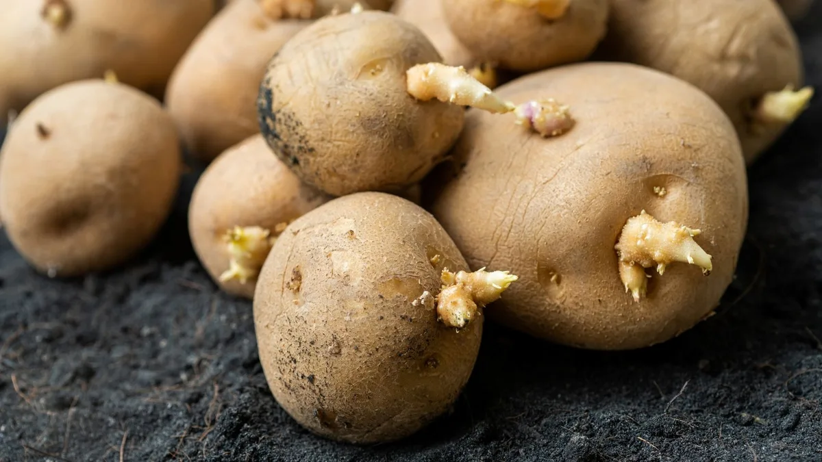 Los nutricionistas coinciden: "Para que las patatas duren más no las metas en el frigorífico, guárdalas lejos del horno"