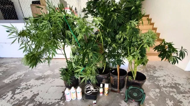 GNR detém homem por tráfico de droga e apreende arma de fogo em Sines